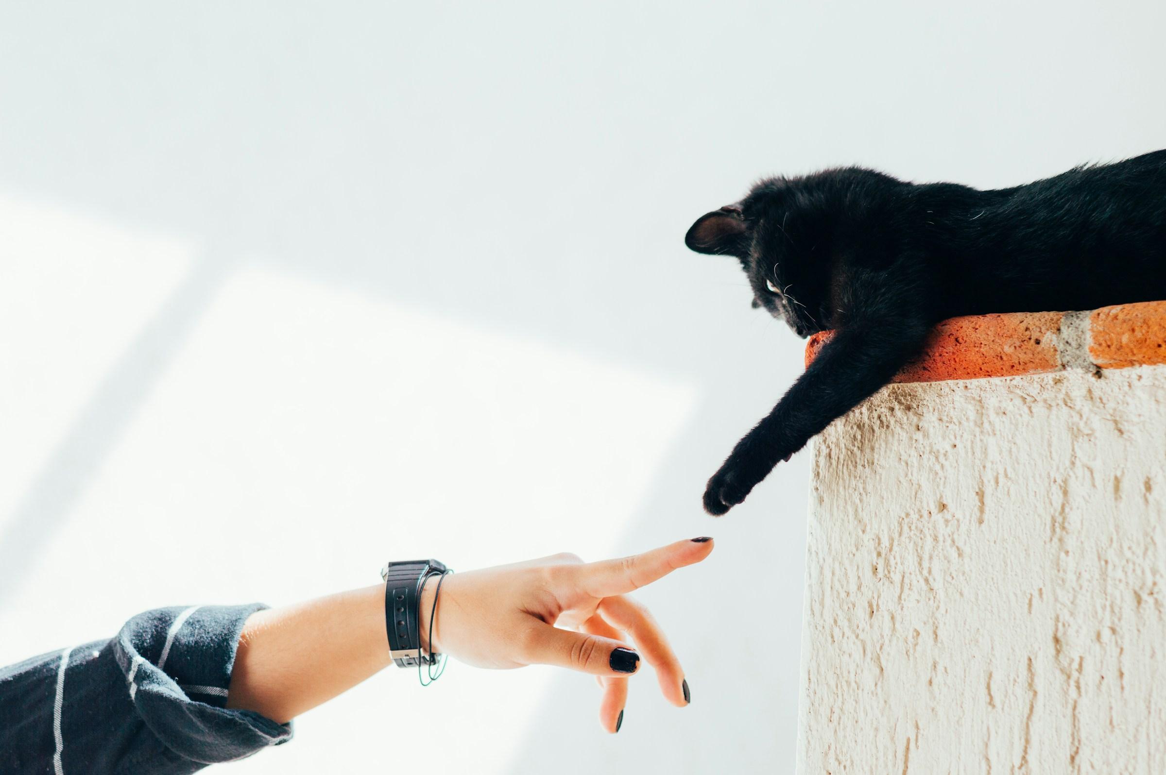Cat image
