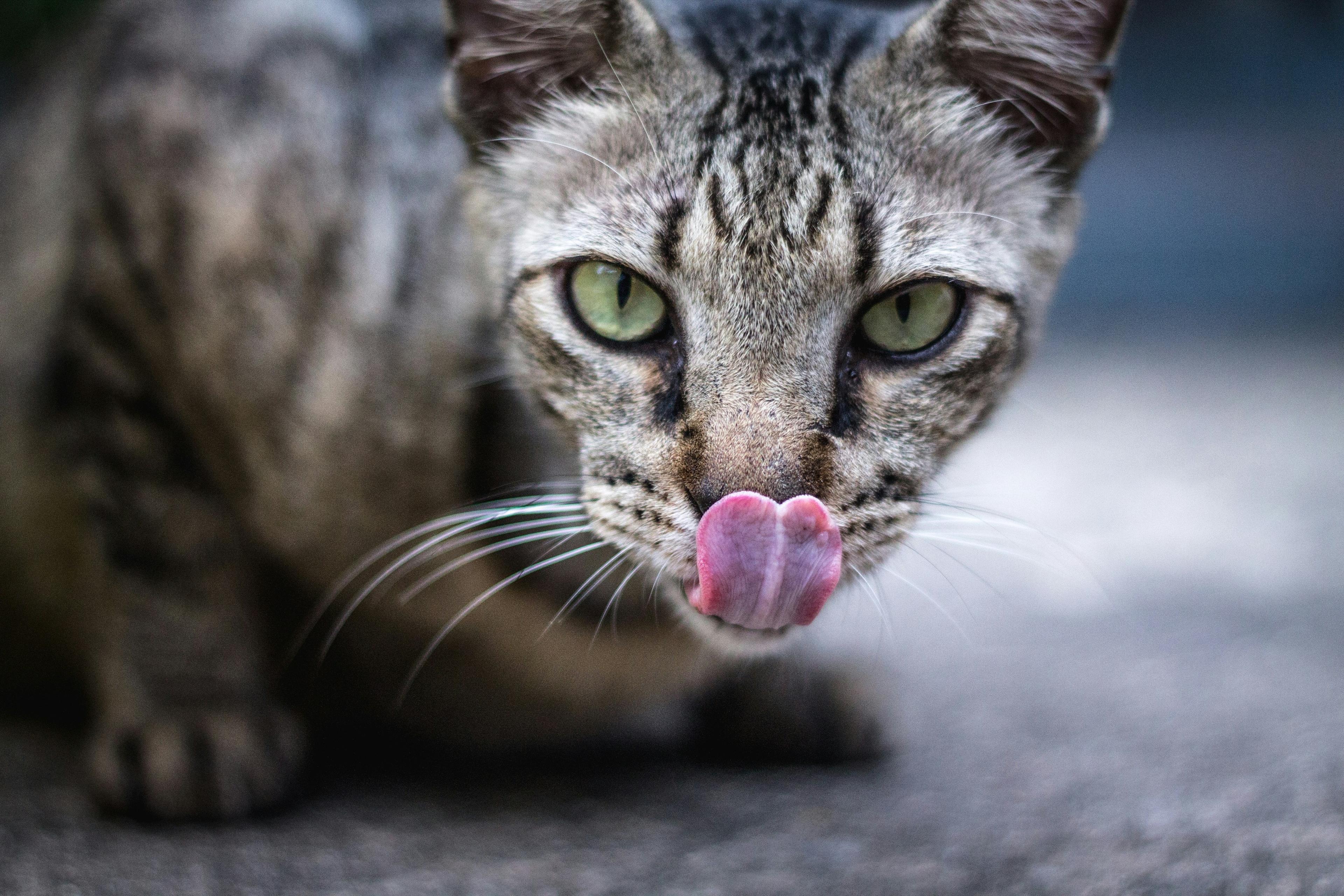 cat-6