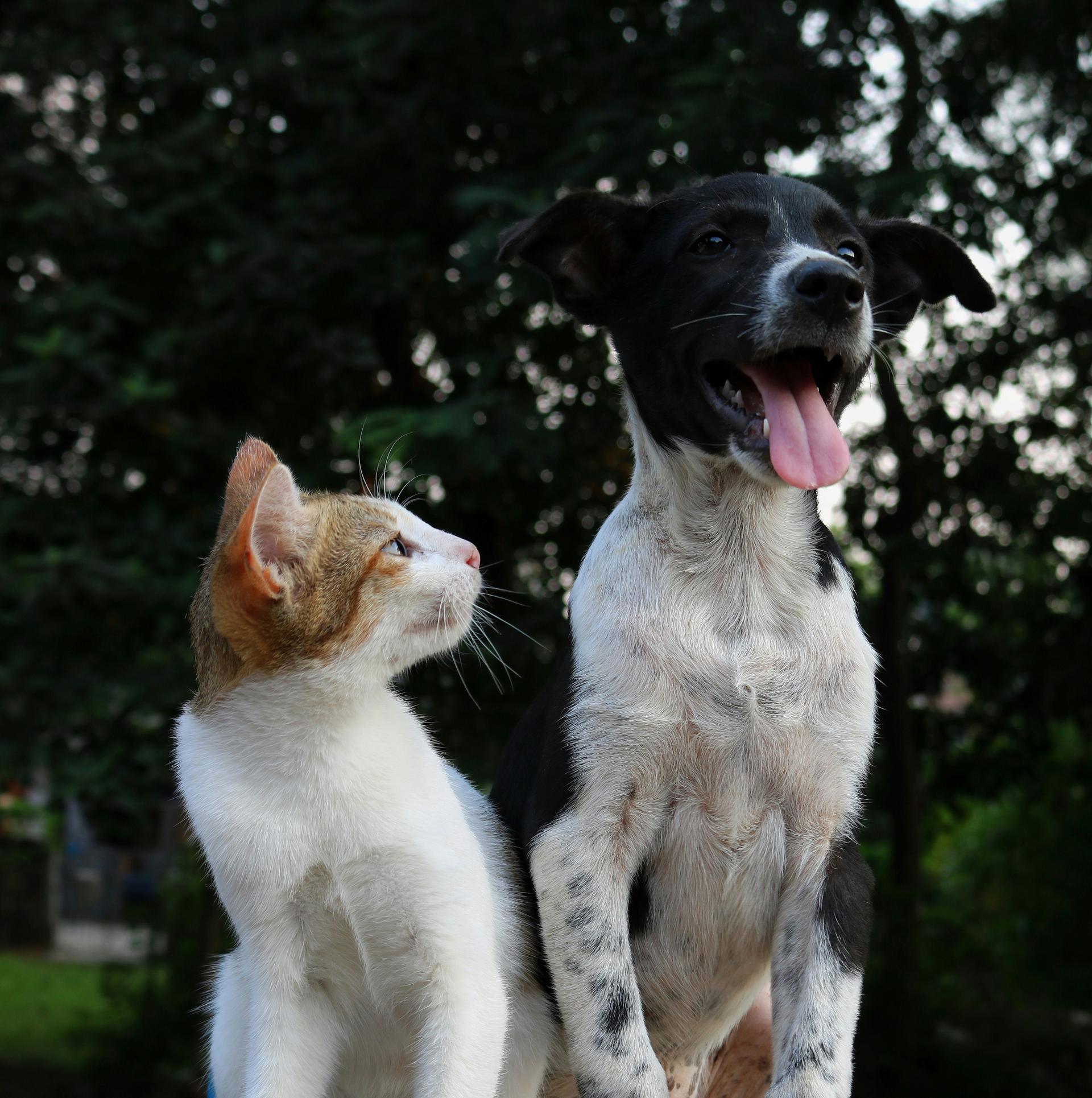 cat-and-dog