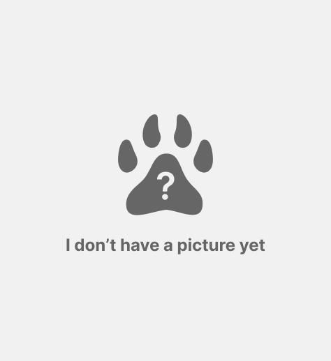 pet image