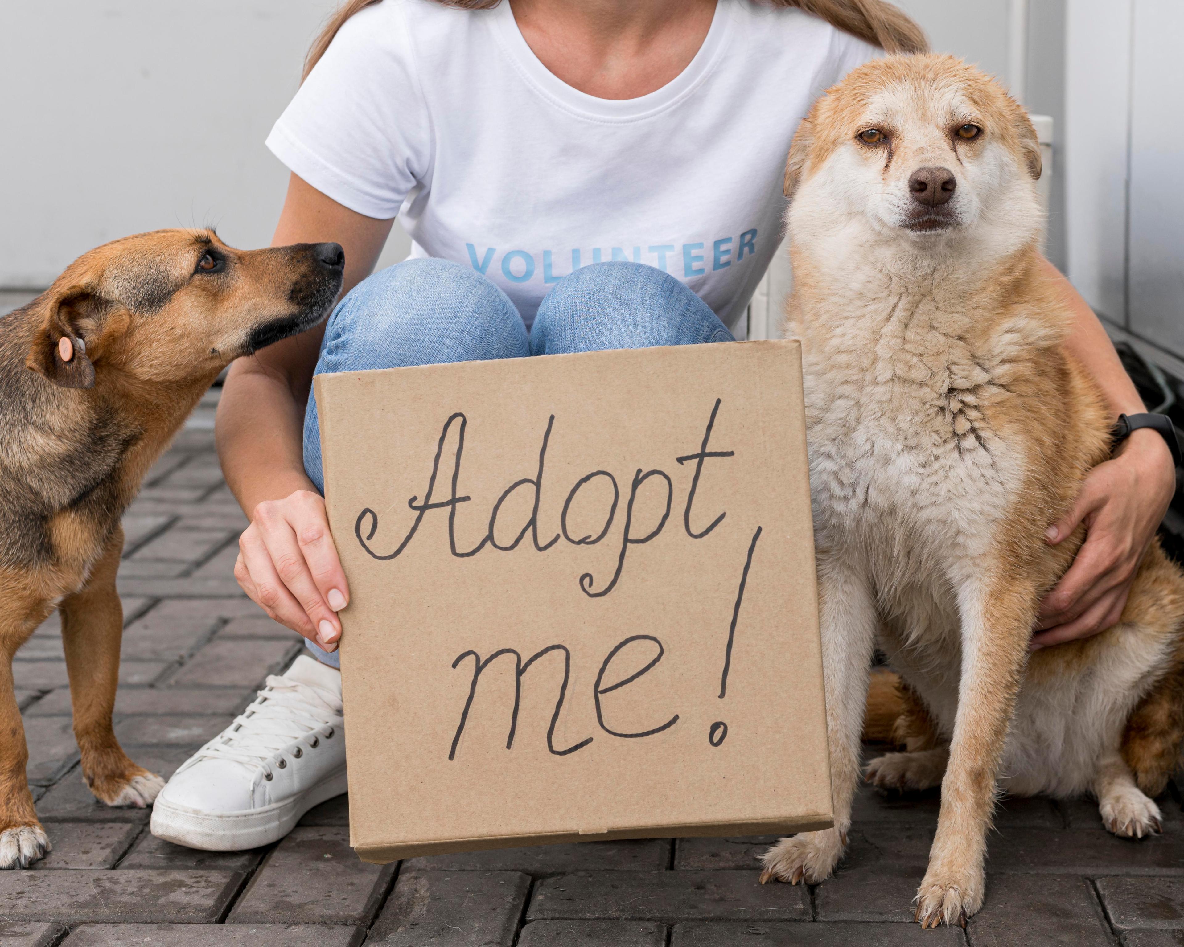 pet image