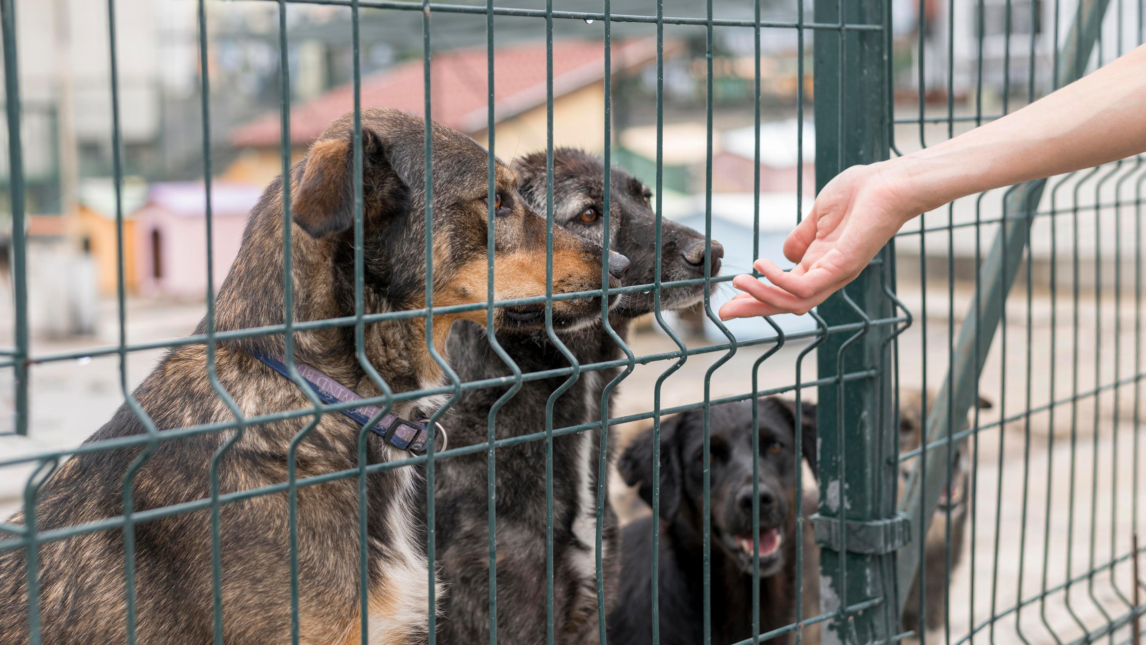 pet image